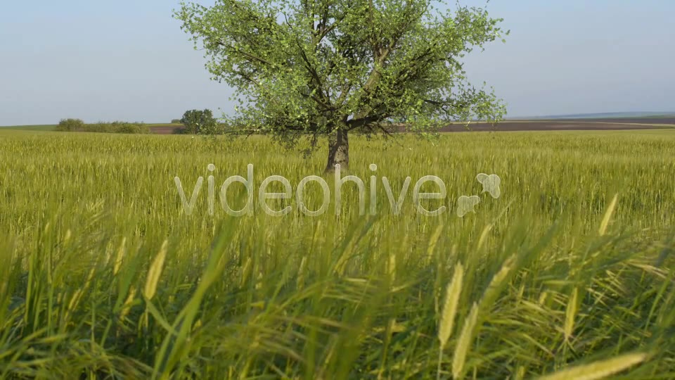 Oak Tree V3 Videohive 4867498 Motion Graphics Image 2