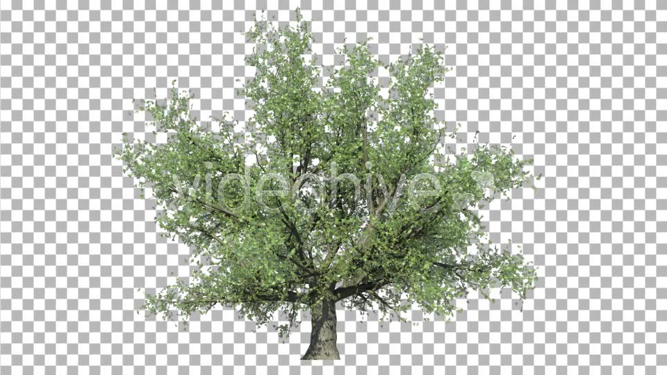Oak Tree V3 Videohive 4867498 Motion Graphics Image 8