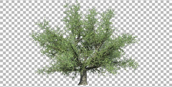 Oak Tree V3 - 4867498 Download Videohive
