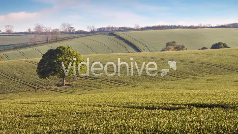 Oak Tree Videohive 4529746 Motion Graphics Image 1