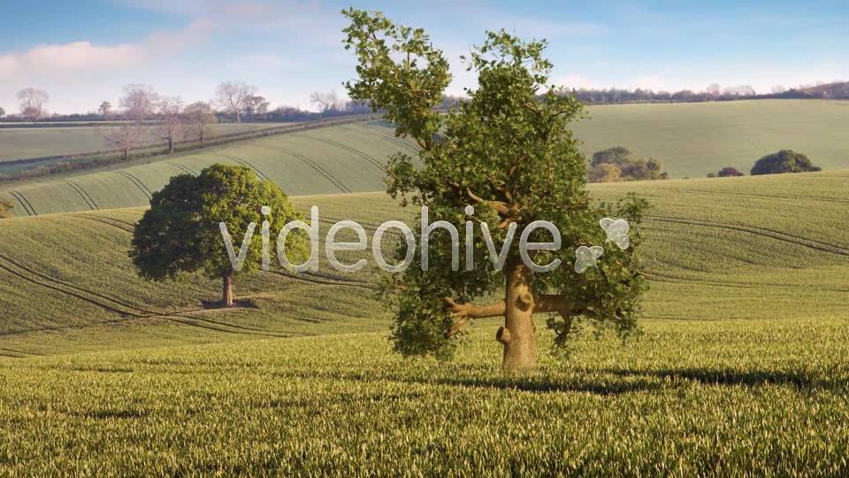 Oak Tree Videohive 4529746 Motion Graphics Image 2