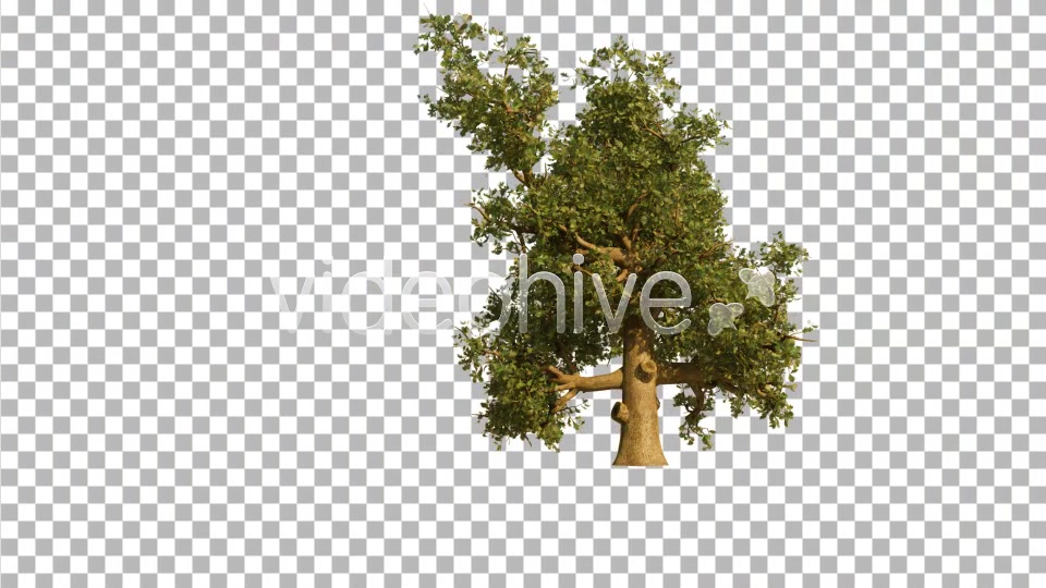 Oak Tree Videohive 4529746 Motion Graphics Image 5