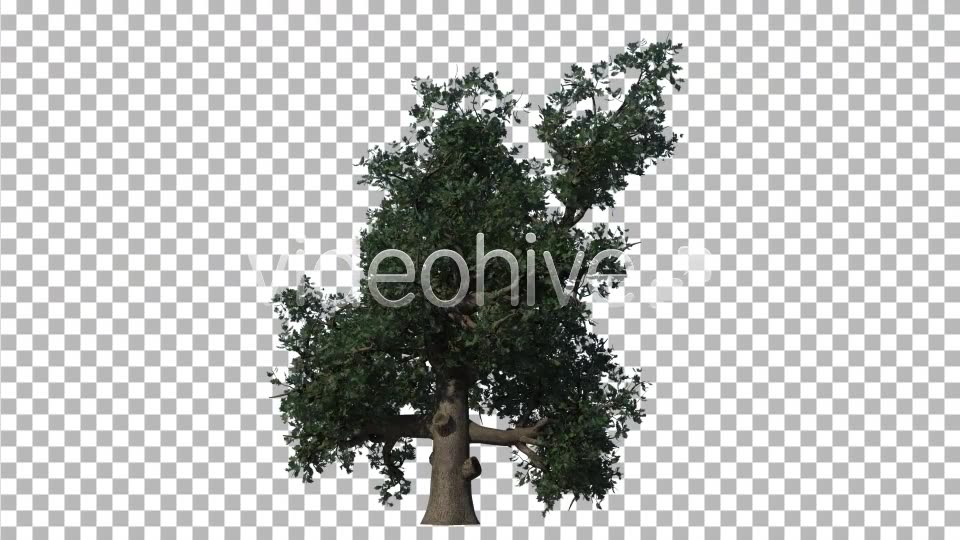 Oak Tree Videohive 4529746 Motion Graphics Image 6