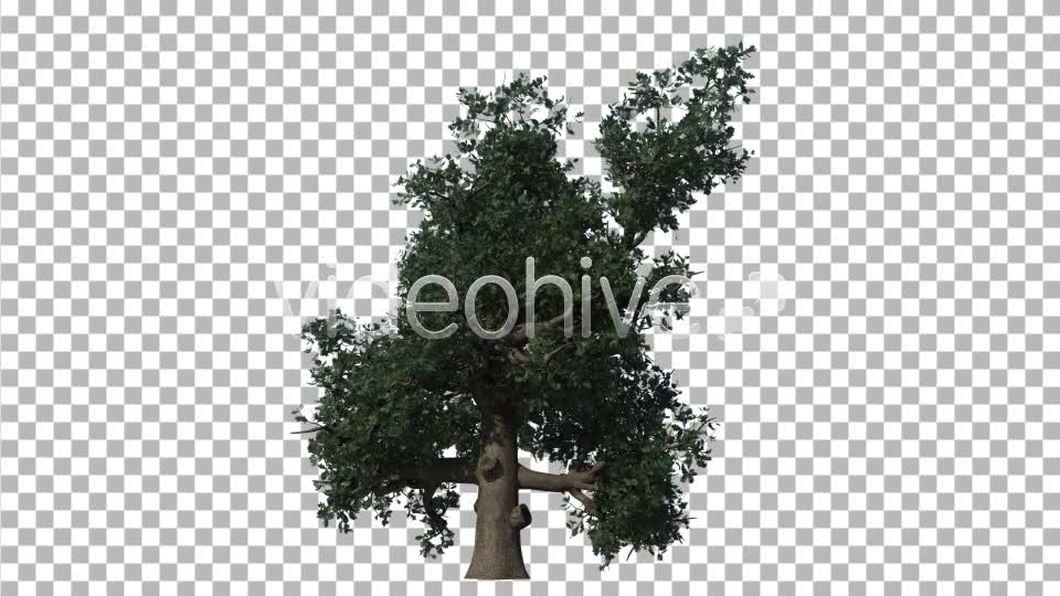 Oak Tree Videohive 4529746 Motion Graphics Image 7