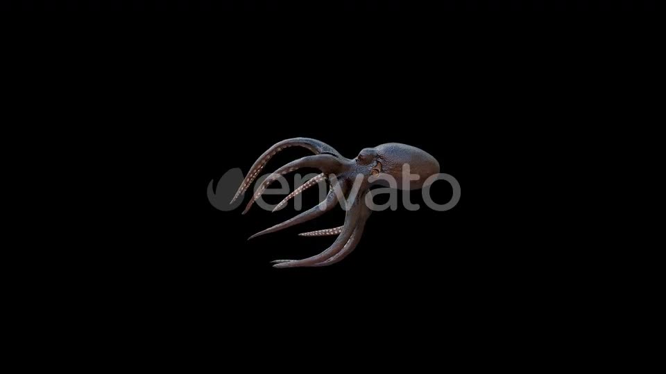 Octopus Swim Videohive 22815677 Motion Graphics Image 1