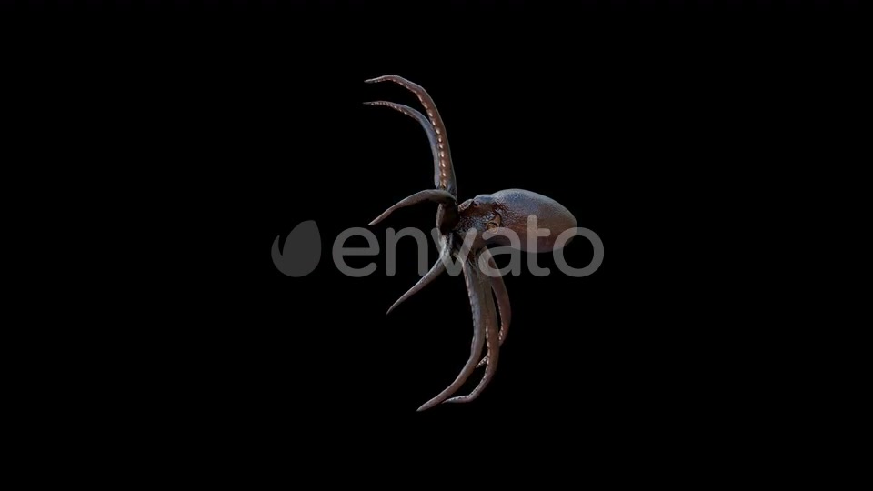 Octopus Swim Videohive 22815677 Motion Graphics Image 2