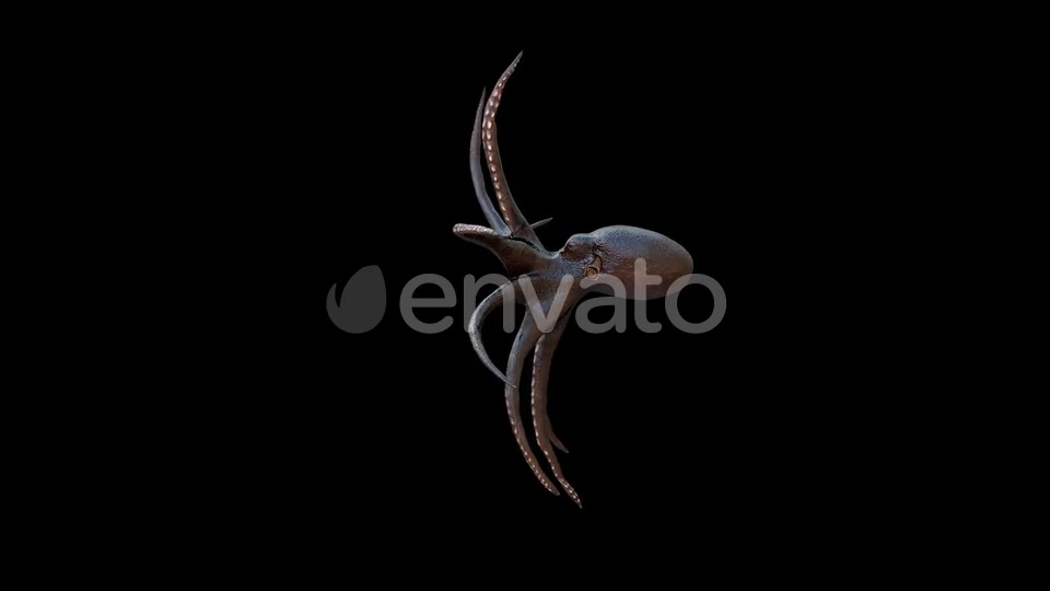 Octopus Swim Videohive 22815677 Motion Graphics Image 3
