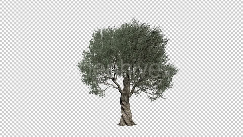 Olive Tree Videohive 21407628 Motion Graphics Image 1