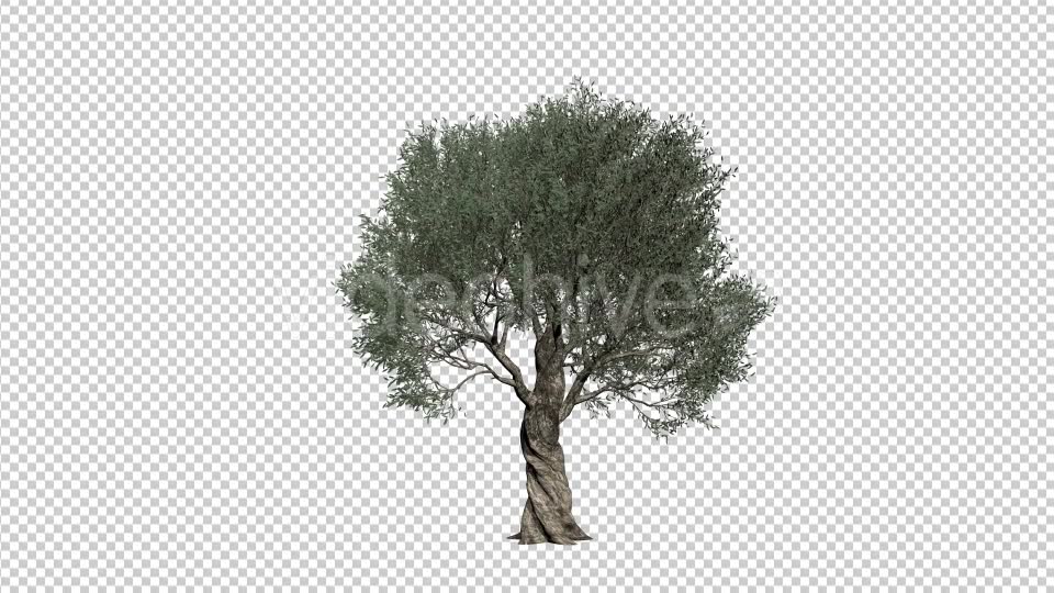 Olive Tree Videohive 21407628 Motion Graphics Image 2