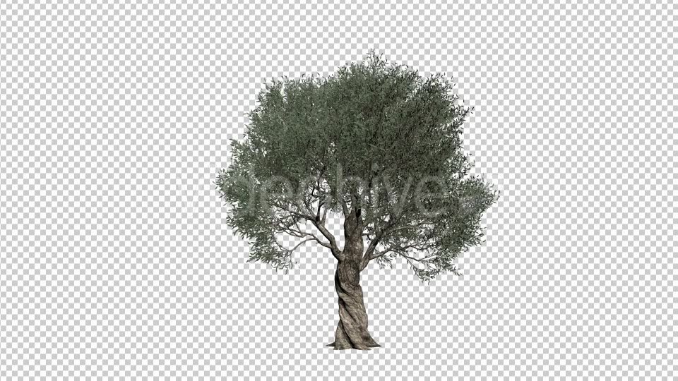 Olive Tree Videohive 21407628 Motion Graphics Image 3
