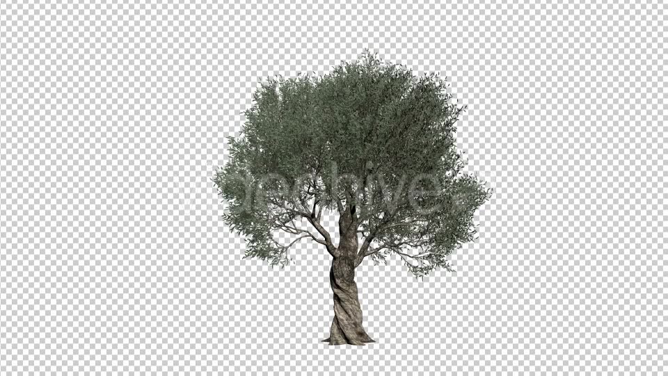 Olive Tree Videohive 21407628 Motion Graphics Image 5