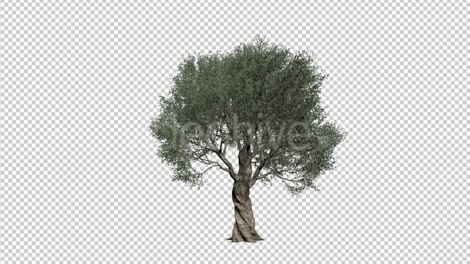 Olive Tree Videohive 21407628 Motion Graphics Image 6
