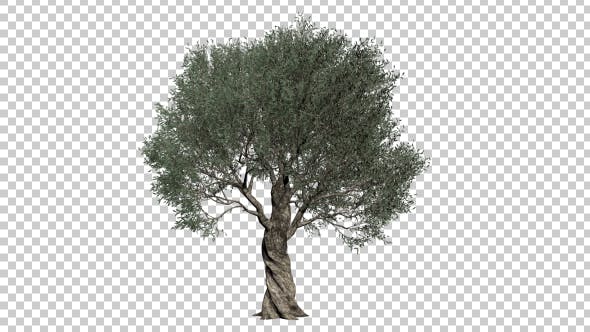 Olive Tree - 21407628 Download Videohive