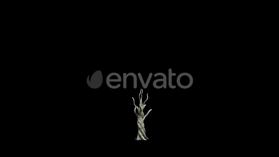 Olive Tree Growing Videohive 24292395 Motion Graphics Image 3