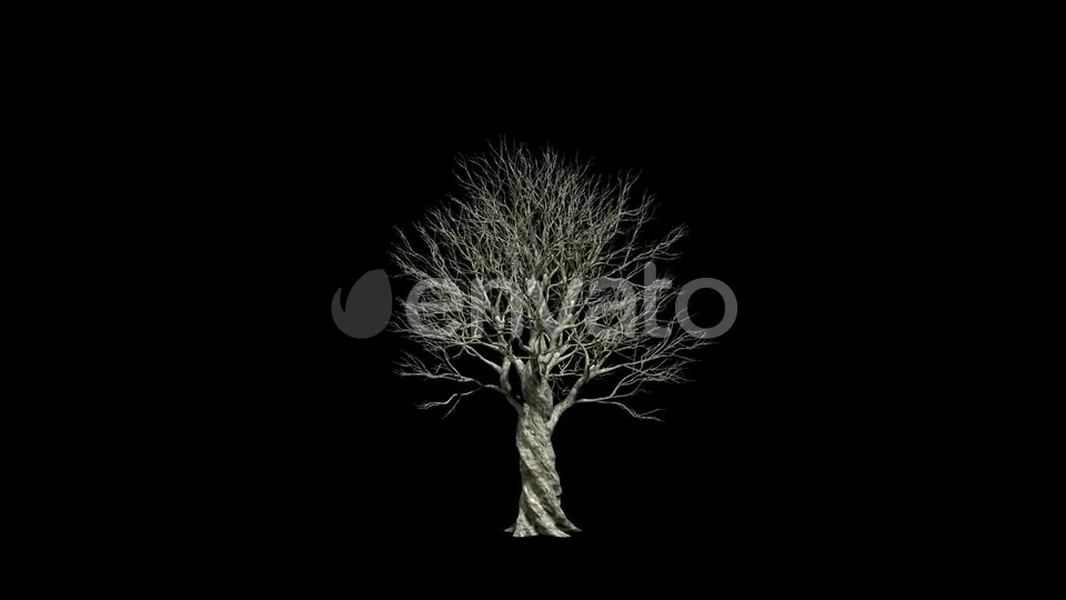 Olive Tree Growing Videohive 24292395 Motion Graphics Image 4
