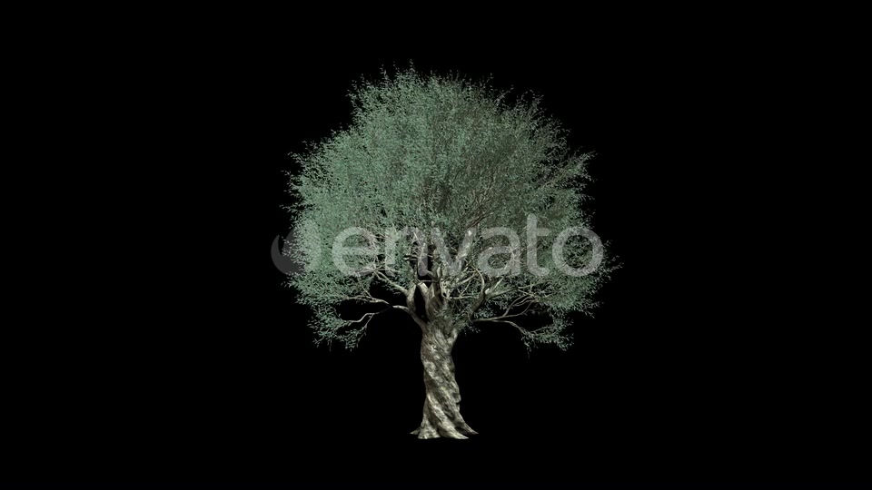 Olive Tree Growing Videohive 24292395 Motion Graphics Image 5