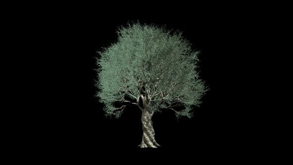 Olive Tree Growing - Videohive 24292395 Download