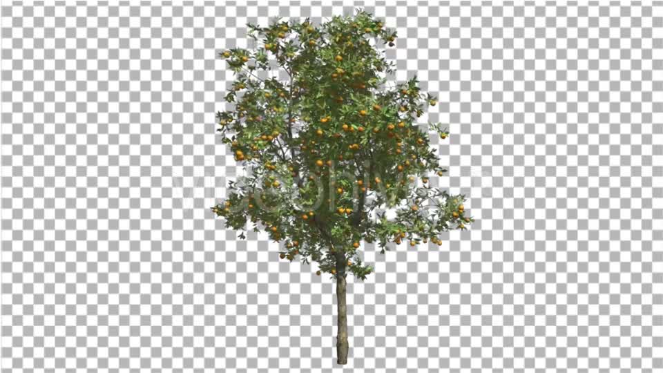 Orange Tree Fruits Small Thin Tree Swaying Wind Videohive 16848093 Motion Graphics Image 1