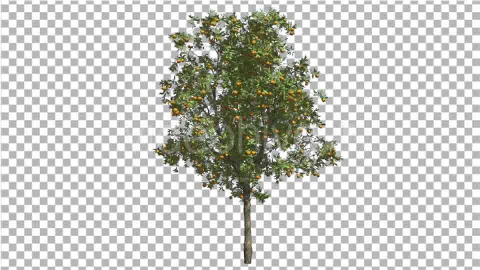 Orange Tree Fruits Small Thin Tree Swaying Wind Videohive 16848093 Motion Graphics Image 10
