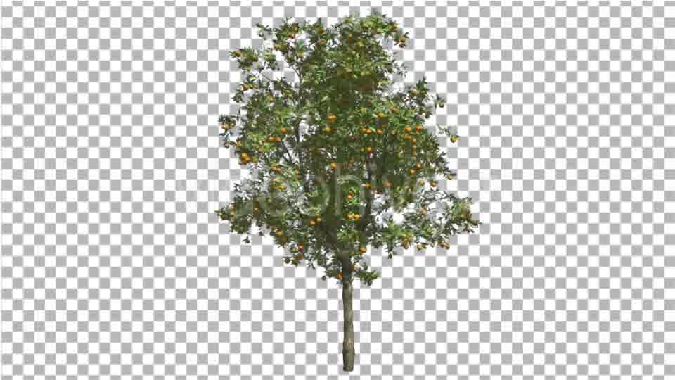 Orange Tree Fruits Small Thin Tree Swaying Wind Videohive 16848093 Motion Graphics Image 11
