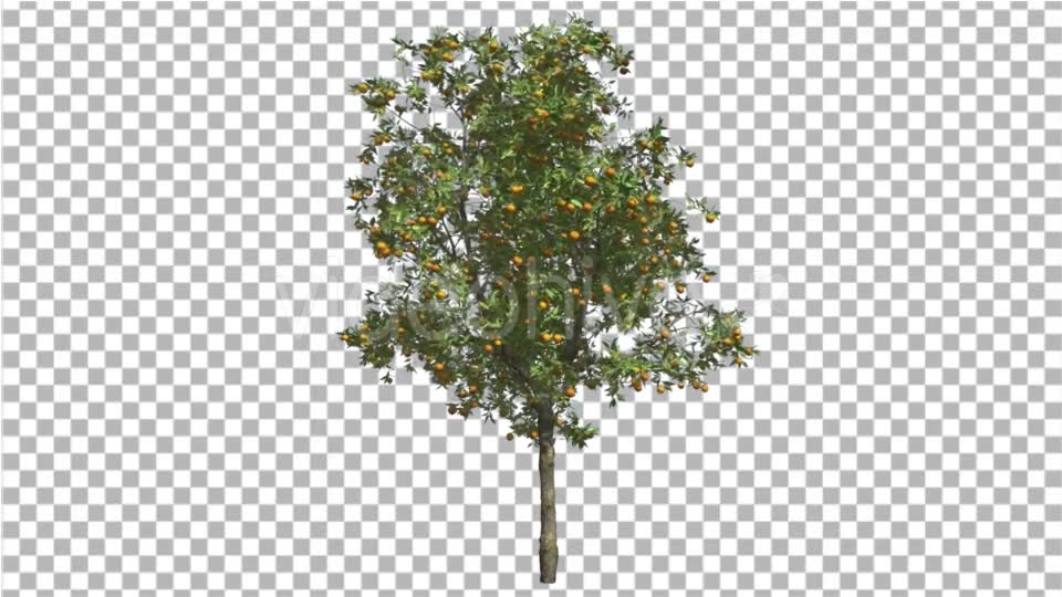 Orange Tree Fruits Small Thin Tree Swaying Wind Videohive 16848093 Motion Graphics Image 2