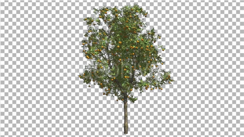 Orange Tree Fruits Small Thin Tree Swaying Wind Videohive 16848093 Motion Graphics Image 3