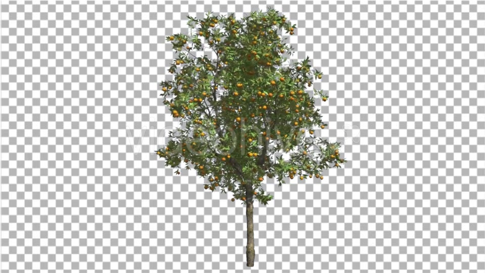 Orange Tree Fruits Small Thin Tree Swaying Wind Videohive 16848093 Motion Graphics Image 4