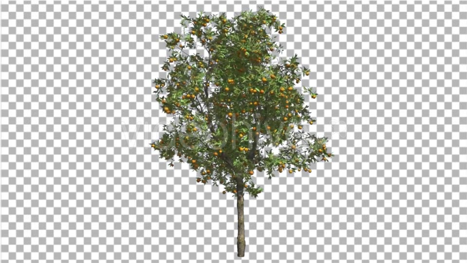Orange Tree Fruits Small Thin Tree Swaying Wind Videohive 16848093 Motion Graphics Image 5