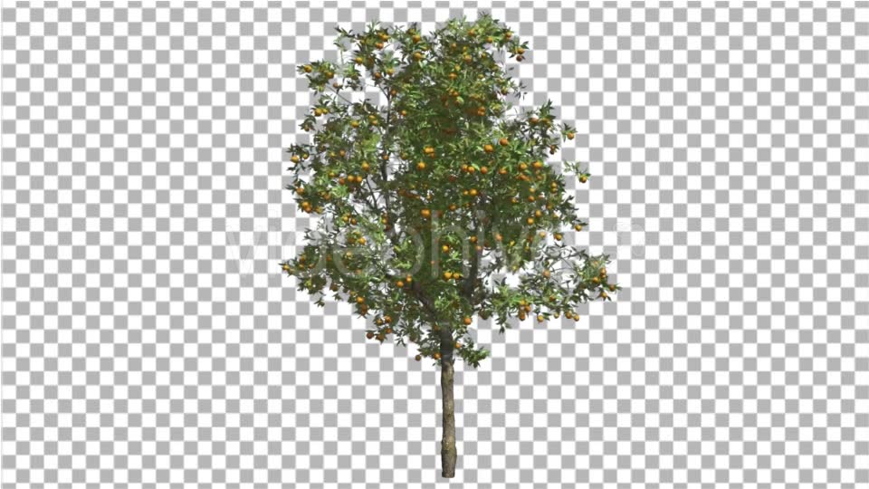 Orange Tree Fruits Small Thin Tree Swaying Wind Videohive 16848093 Motion Graphics Image 6