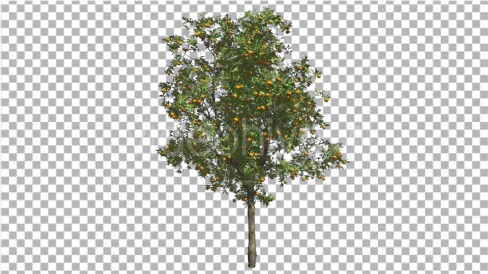 Orange Tree Fruits Small Thin Tree Swaying Wind Videohive 16848093 Motion Graphics Image 7