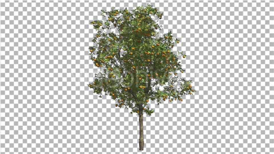Orange Tree Fruits Small Thin Tree Swaying Wind Videohive 16848093 Motion Graphics Image 8
