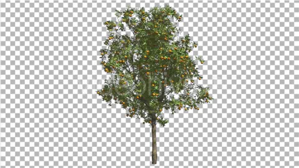 Orange Tree Fruits Small Thin Tree Swaying Wind Videohive 16848093 Motion Graphics Image 9