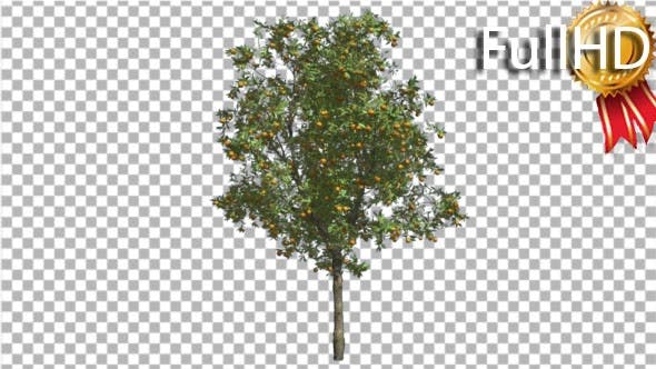 Orange Tree Fruits Small Thin Tree Swaying Wind - Videohive Download 16848093