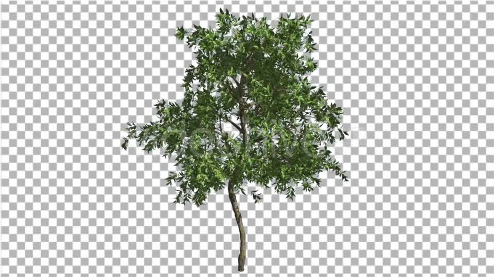 Orange Tree Small Thin Tree Swaying at the Wind Videohive 13511681 Motion Graphics Image 1