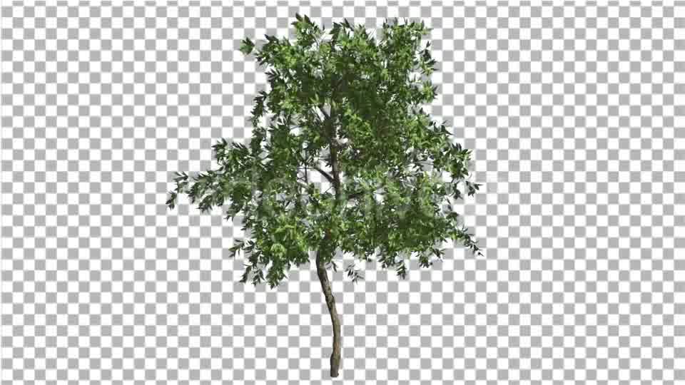 Orange Tree Small Thin Tree Swaying at the Wind Videohive 13511681 Motion Graphics Image 10