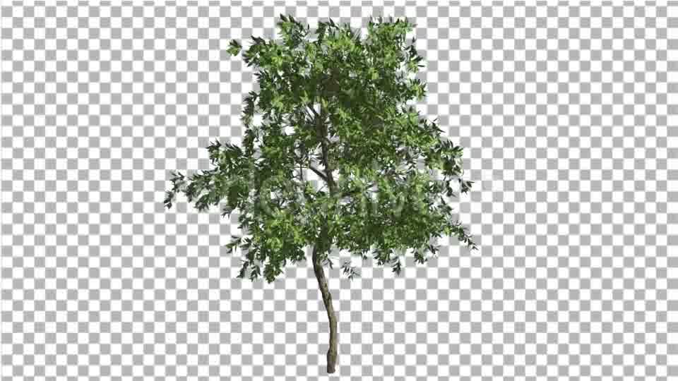 Orange Tree Small Thin Tree Swaying at the Wind Videohive 13511681 Motion Graphics Image 11