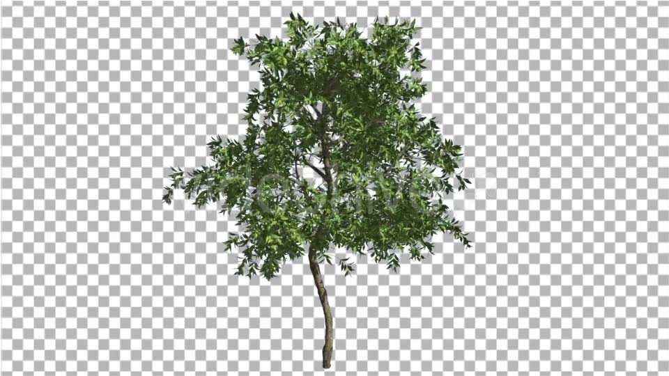Orange Tree Small Thin Tree Swaying at the Wind Videohive 13511681 Motion Graphics Image 2
