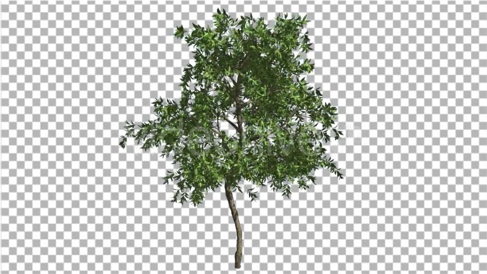 Orange Tree Small Thin Tree Swaying at the Wind Videohive 13511681 Motion Graphics Image 5