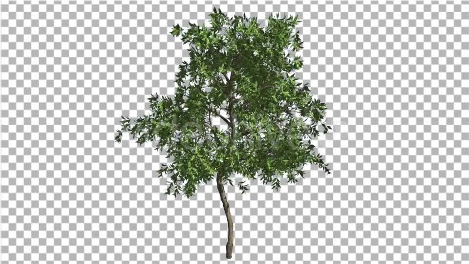 Orange Tree Small Thin Tree Swaying at the Wind Videohive 13511681 Motion Graphics Image 6