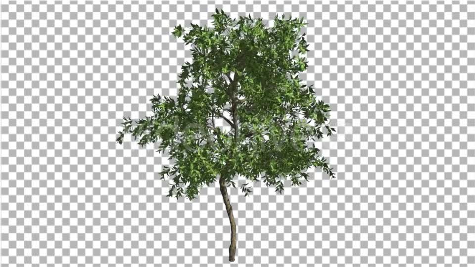 Orange Tree Small Thin Tree Swaying at the Wind Videohive 13511681 Motion Graphics Image 7