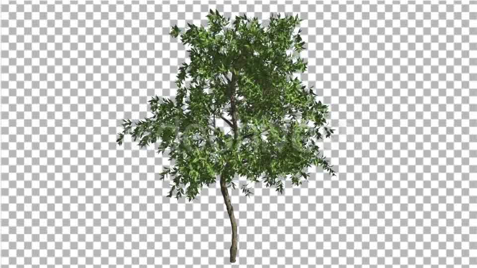 Orange Tree Small Thin Tree Swaying at the Wind Videohive 13511681 Motion Graphics Image 9