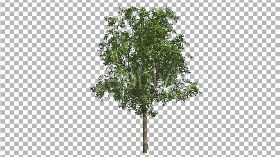 Orange Tree Small Thin Tree Swaying at the Wind Videohive 13512301 Motion Graphics Image 1