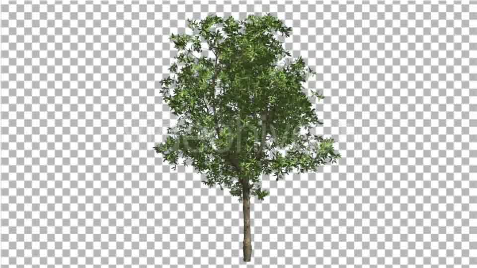 Orange Tree Small Thin Tree Swaying at the Wind Videohive 13512301 Motion Graphics Image 10