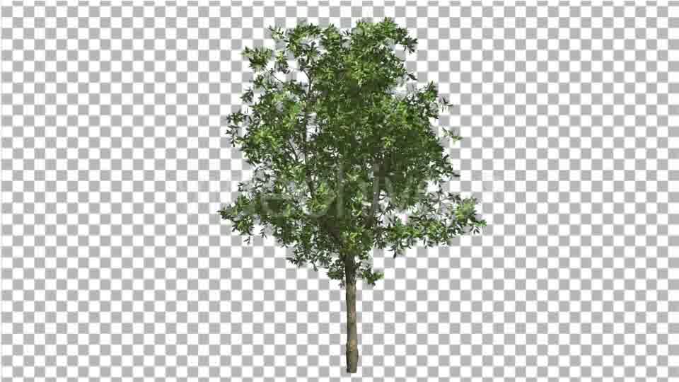 Orange Tree Small Thin Tree Swaying at the Wind Videohive 13512301 Motion Graphics Image 11