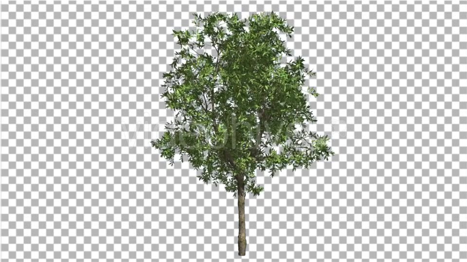Orange Tree Small Thin Tree Swaying at the Wind Videohive 13512301 Motion Graphics Image 3