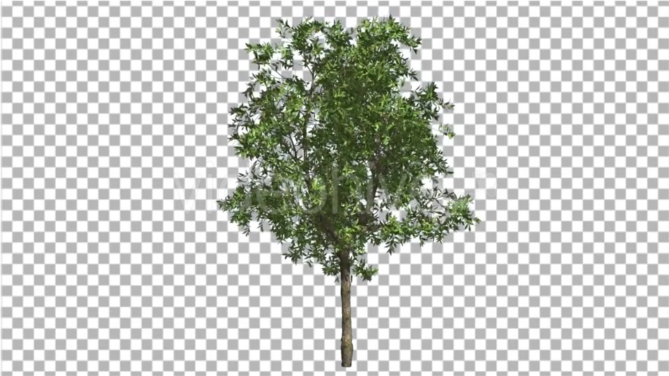 Orange Tree Small Thin Tree Swaying at the Wind Videohive 13512301 Motion Graphics Image 4