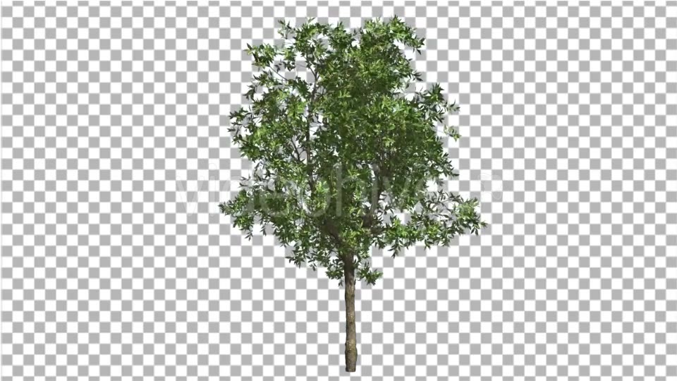 Orange Tree Small Thin Tree Swaying at the Wind Videohive 13512301 Motion Graphics Image 5
