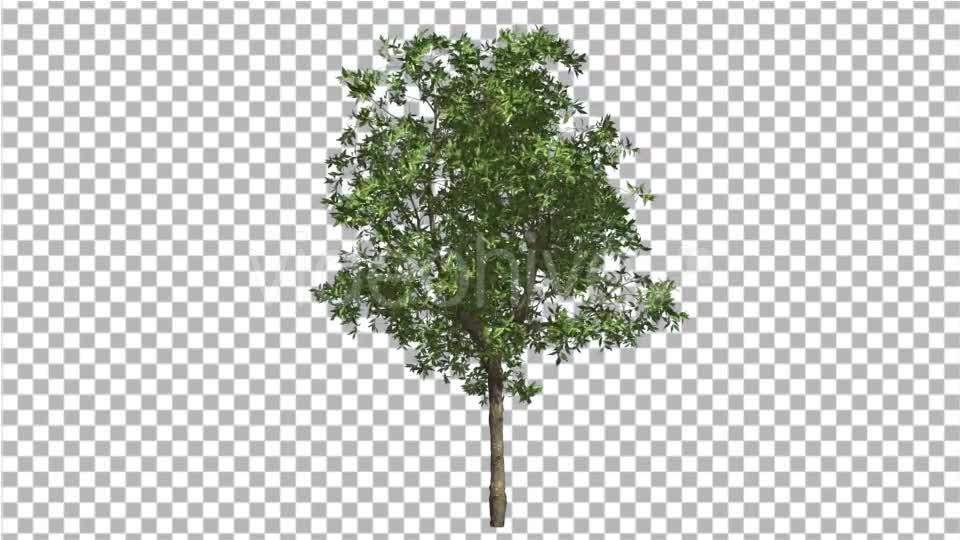 Orange Tree Small Thin Tree Swaying at the Wind Videohive 13512301 Motion Graphics Image 7