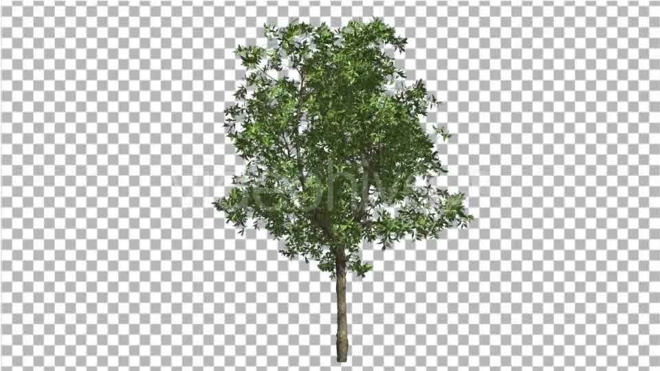 Orange Tree Small Thin Tree Swaying at the Wind Videohive 13512301 Motion Graphics Image 8