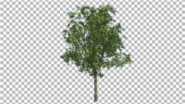 Orange Tree Small Thin Tree Swaying at the Wind - Videohive 13512301 Download